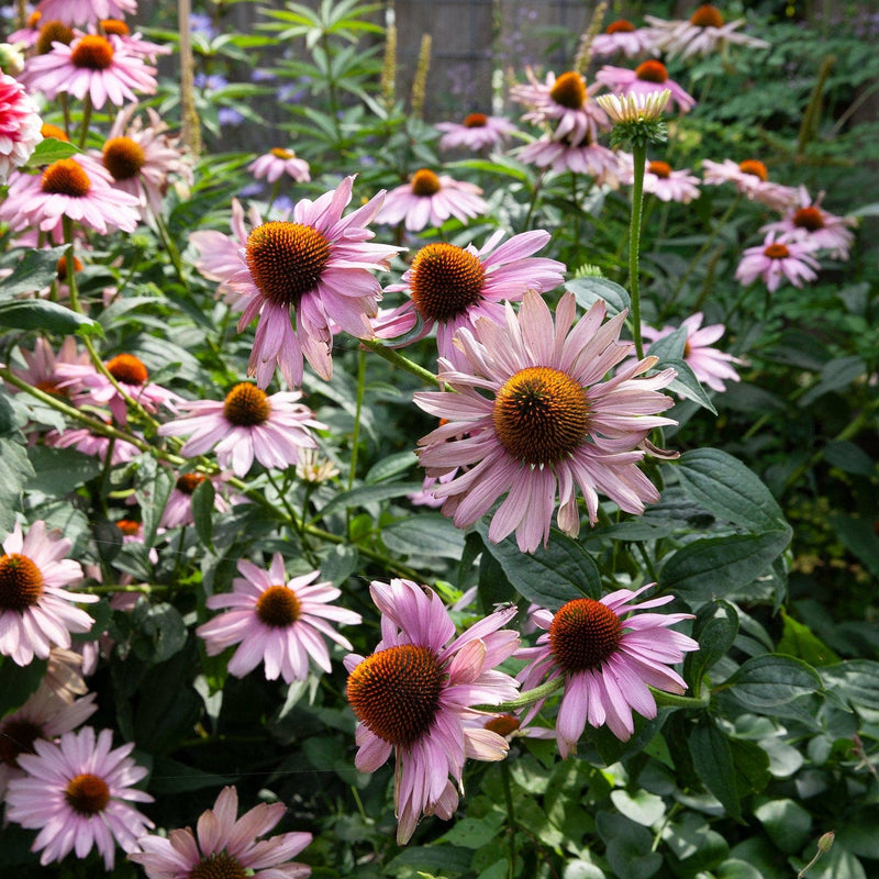 Zonnehoed magnus, een tuinplant met felroze bloemen op lange stengels, met een bollend roestkleurig hart