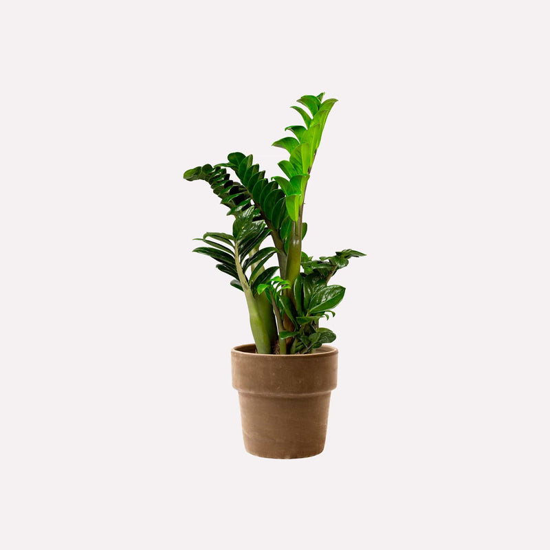 ZZ-Plant