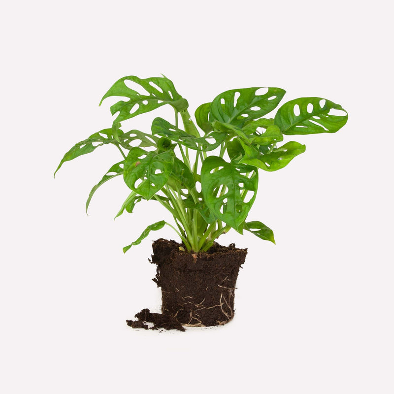 monstera monkey mask, hele plant met kleine bladeren met gaten.