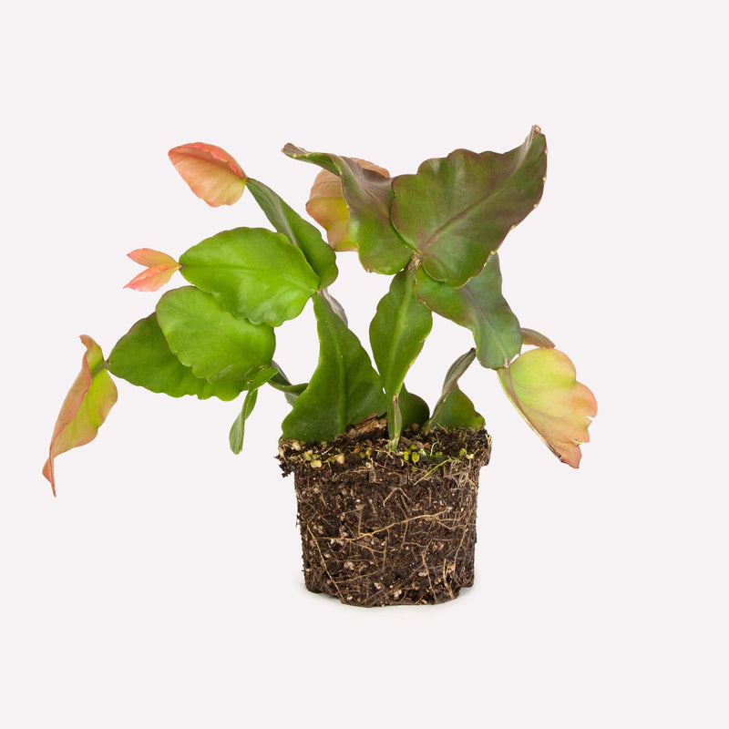 Oma's Rhipsalis totaal met wortels