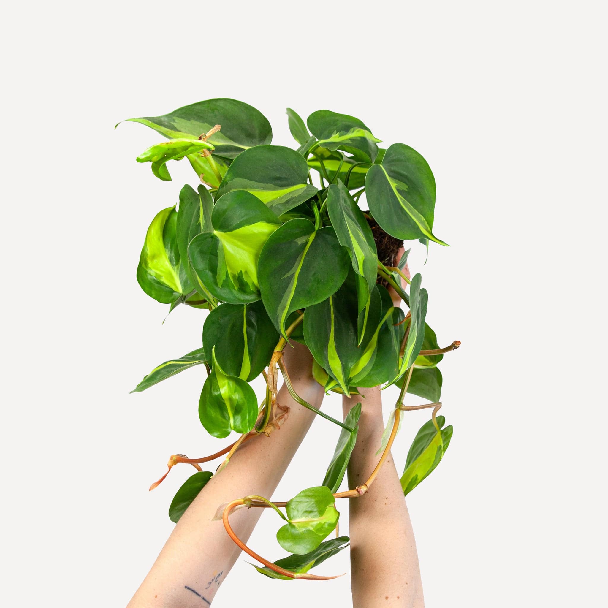 philodendron hangplant stekken Philodendron scandens Brasil