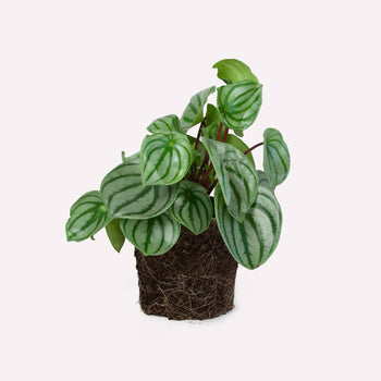 Watermelon Peperomia Watermelon Peperomia