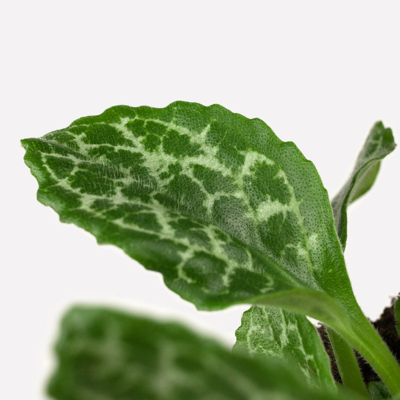 chirita, close up van gevlekte bladeren