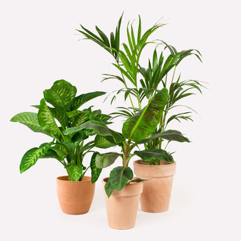 Groots Groen Groots Groen