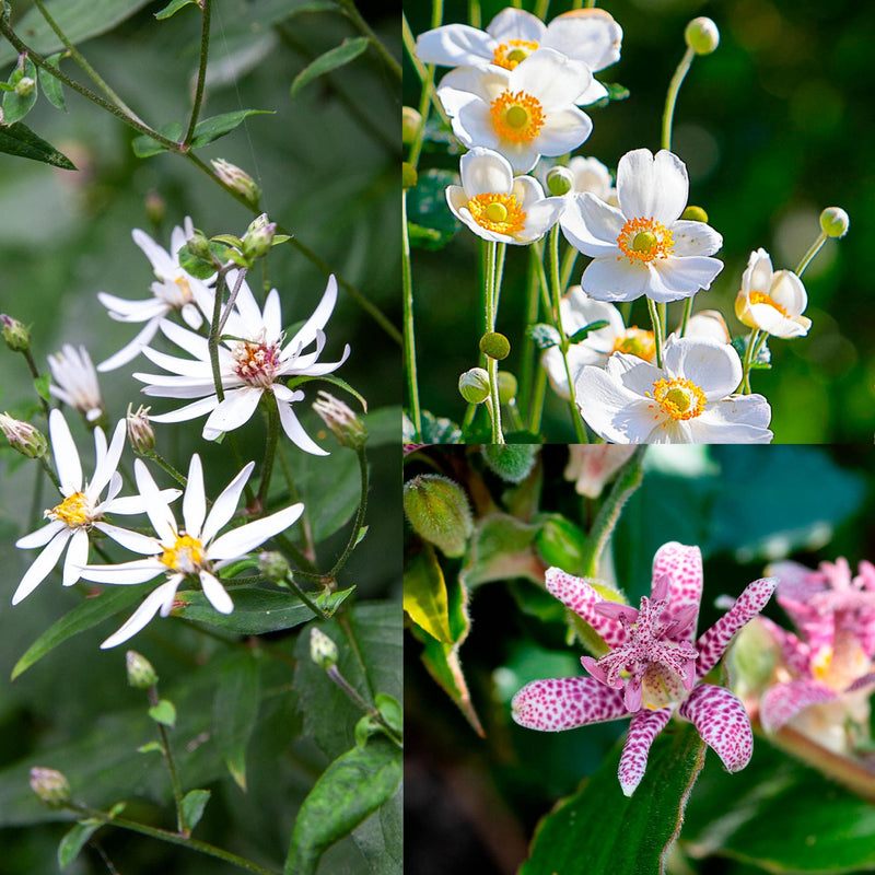 collage van herfstbloeiers voor in de schaduw