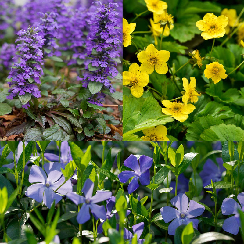 Collage van planten uit stapstenenpakket