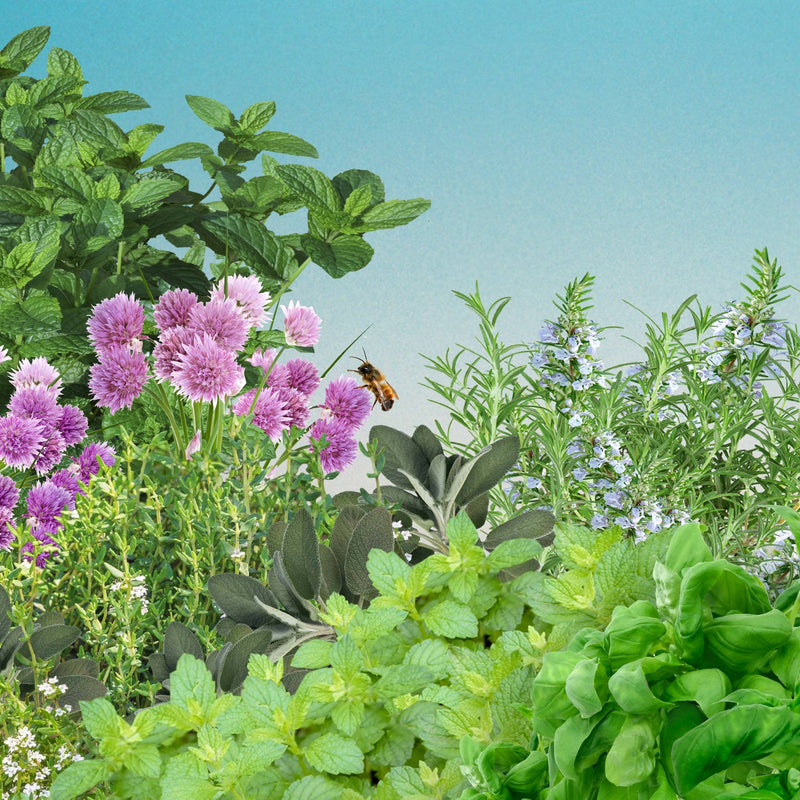 Collage van kruidenpakket