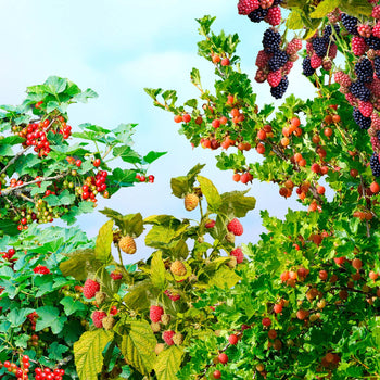 Fruitpakket vier struiken Fruitpakket vier struiken