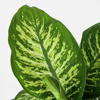 Dieffenbachia Reeva Dieffenbachia Reeva
