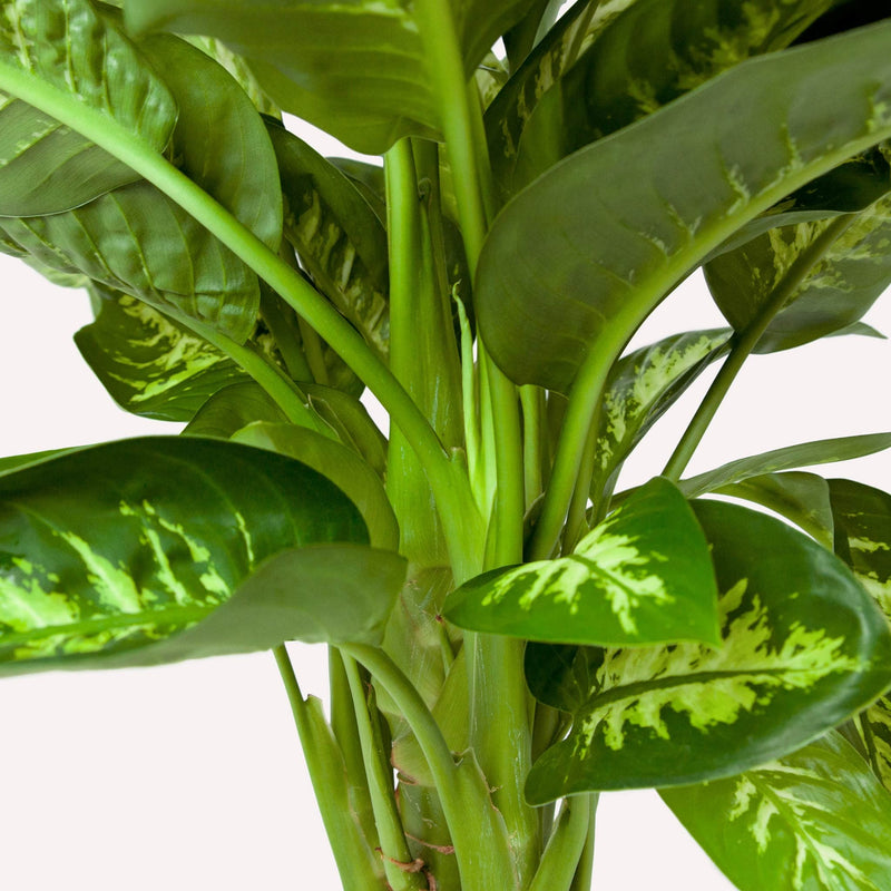 Dieffenbachia close up