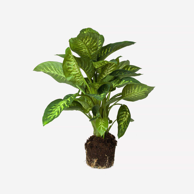 Dieffenbachia