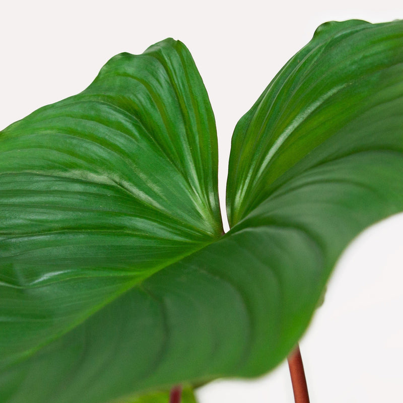 Homelamena, close up van hartvormig hangend groen blad op rode steel