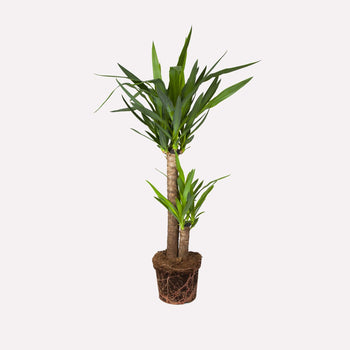 Palmlelie - Yucca Palmlelie - Yucca