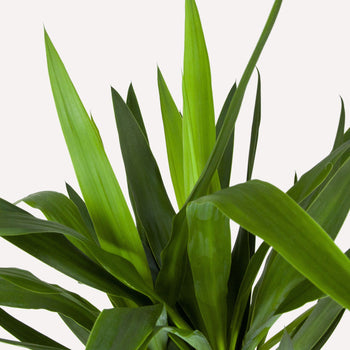 Palmlelie - Yucca Palmlelie - Yucca