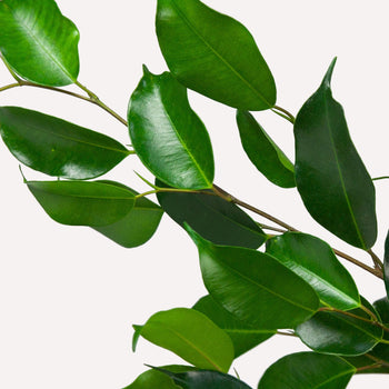 Treurvijg Daniëlle Treurvijg Daniëlle