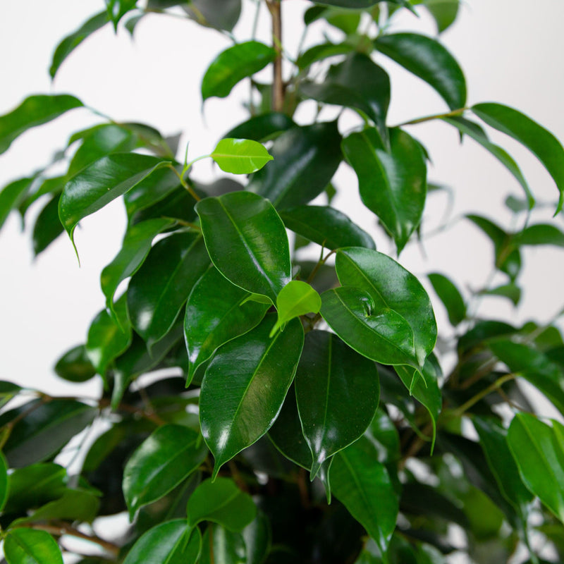 Treurwilg Danielle close up