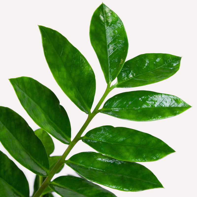 Close up van zz-plant, glanzende amandelvormige bladeren