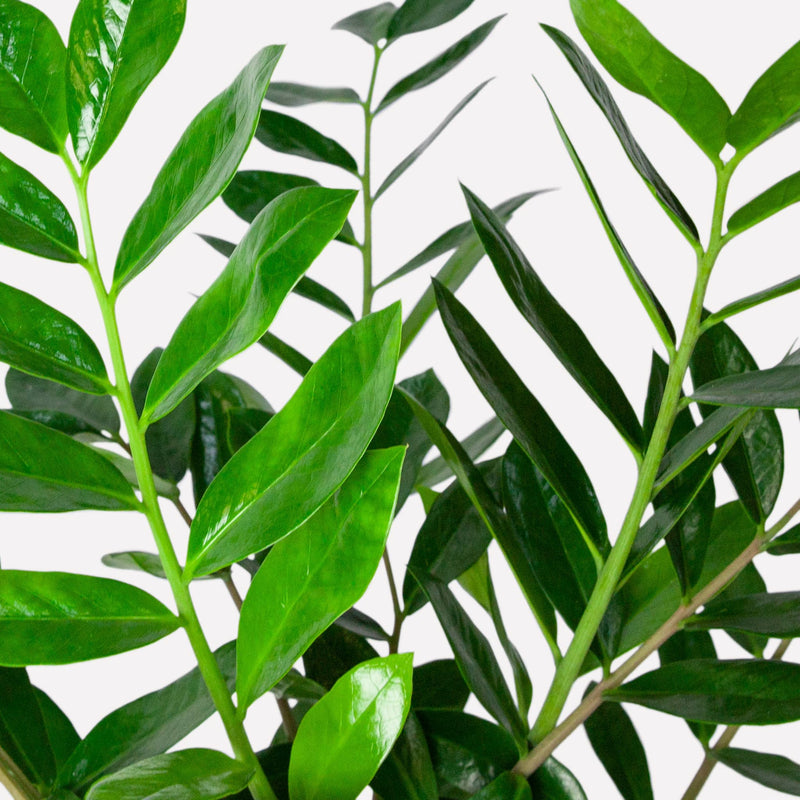 close up van zz-plant, steel met glanzend amandelvormig blad