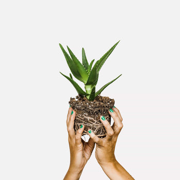 Aloë delaetii BIO Aloë delaetii BIO