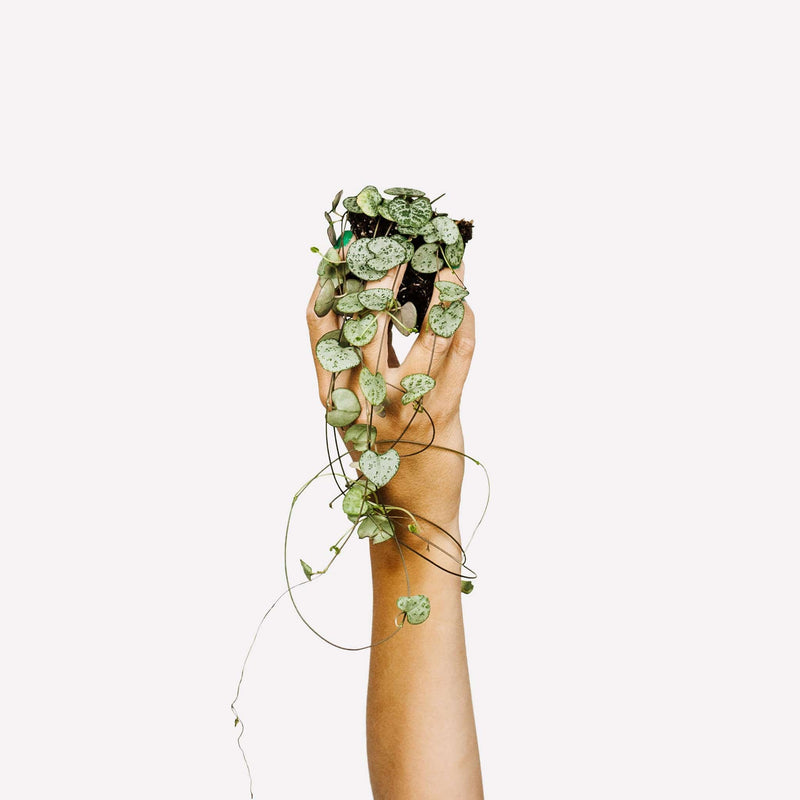 chinees lantaarnplantje met hartvormige blaadjes, vastgehouden in een hand