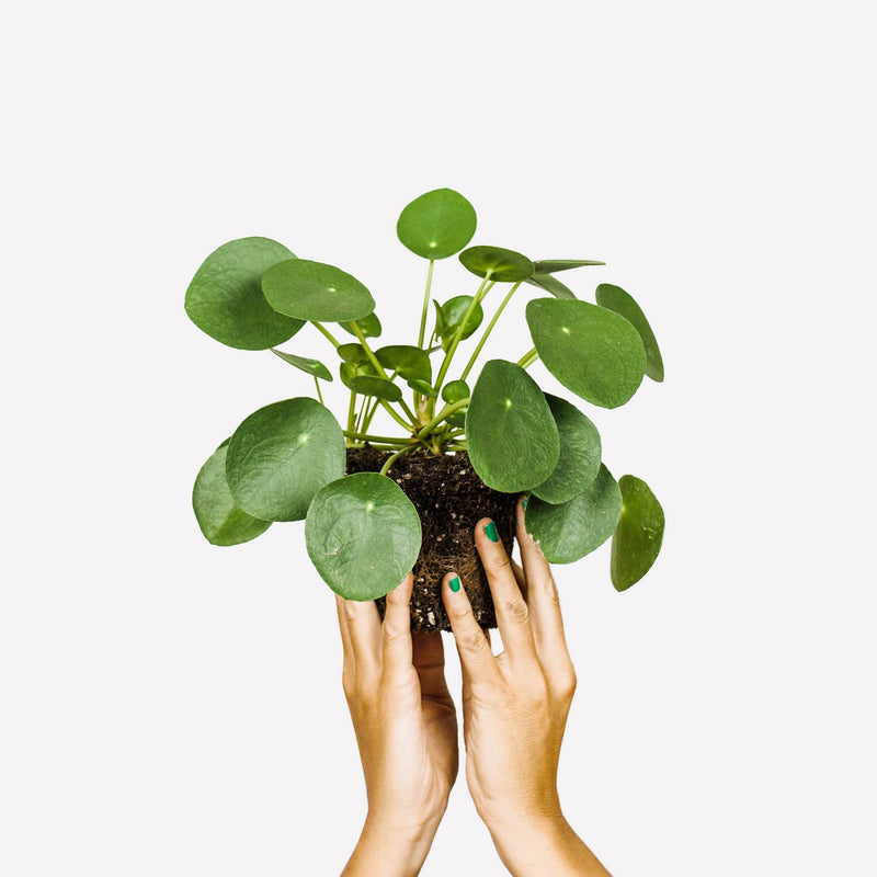 pannenkoekplant, twee handen houden plant met ronde bladeren vast