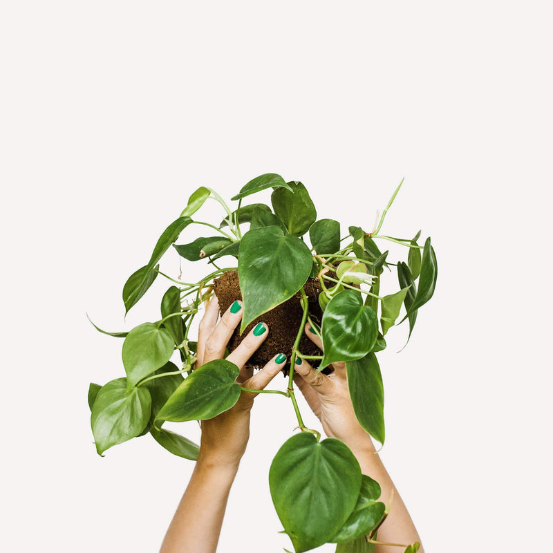 philodendron scandens met kluit, vastgehouden in twee handen