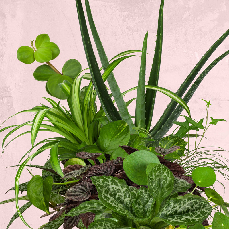 Verzameling biologische kamerplanten
