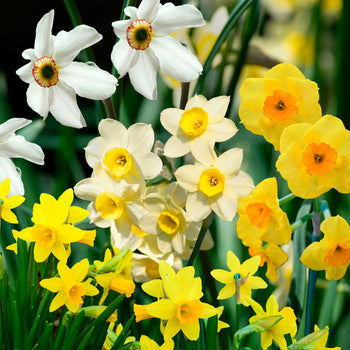 Narcissenmix Narcissenmix