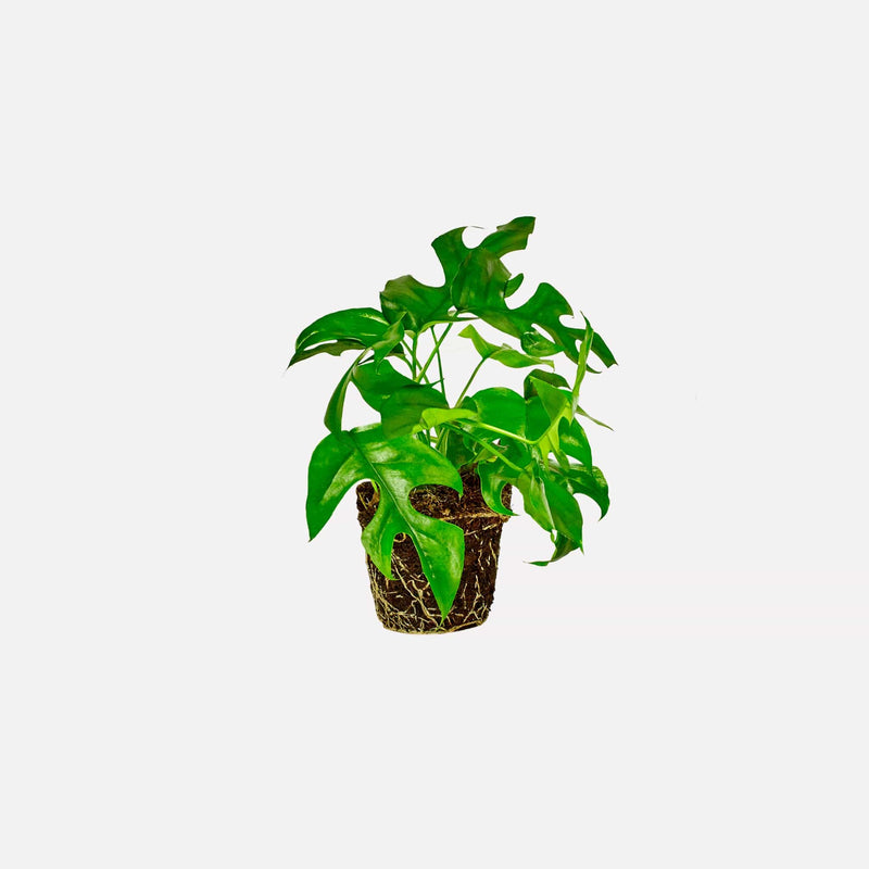 kleine versie van monstera minima, hele plant met groene bladeren met inkepingen.