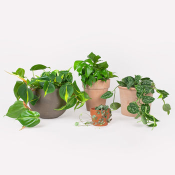 Hangplantenpakket Hangplantenpakket