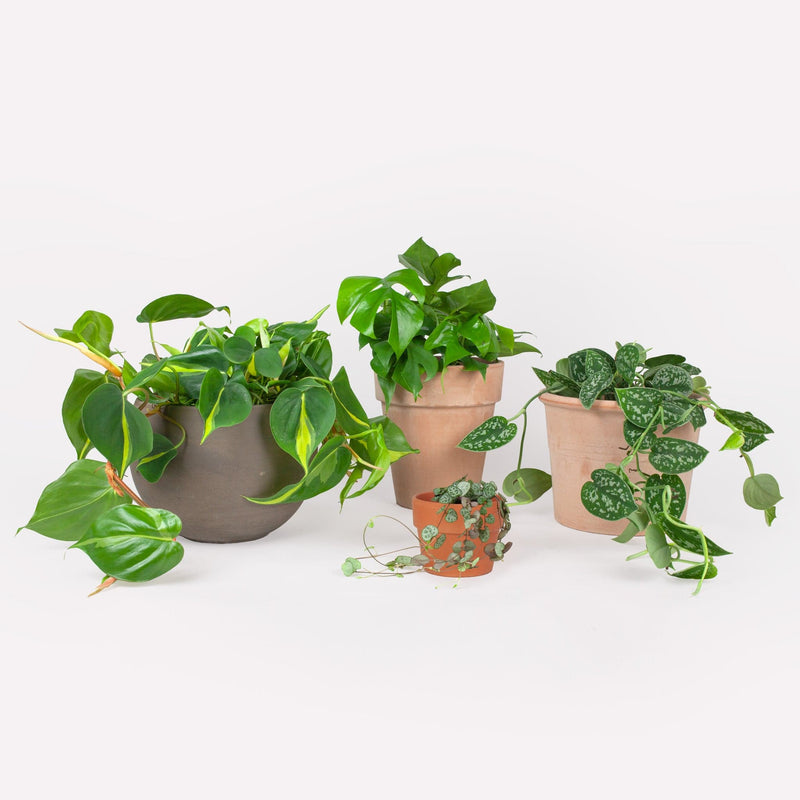 Foto van vier hangplanten in terracotta potten op witte achtergrond