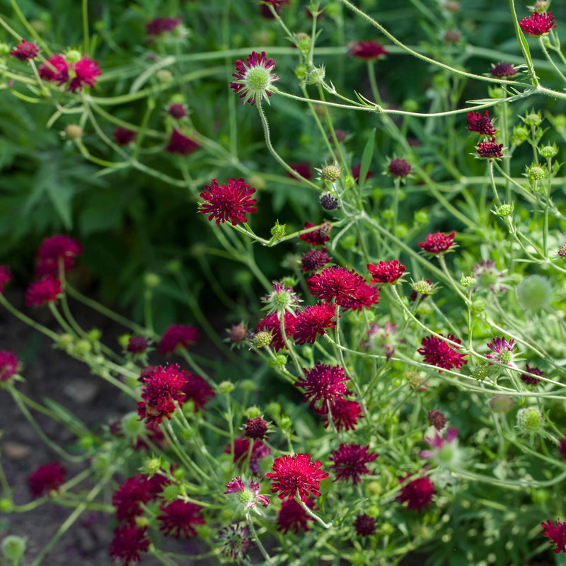 Bio Beemdkroon in het veld.