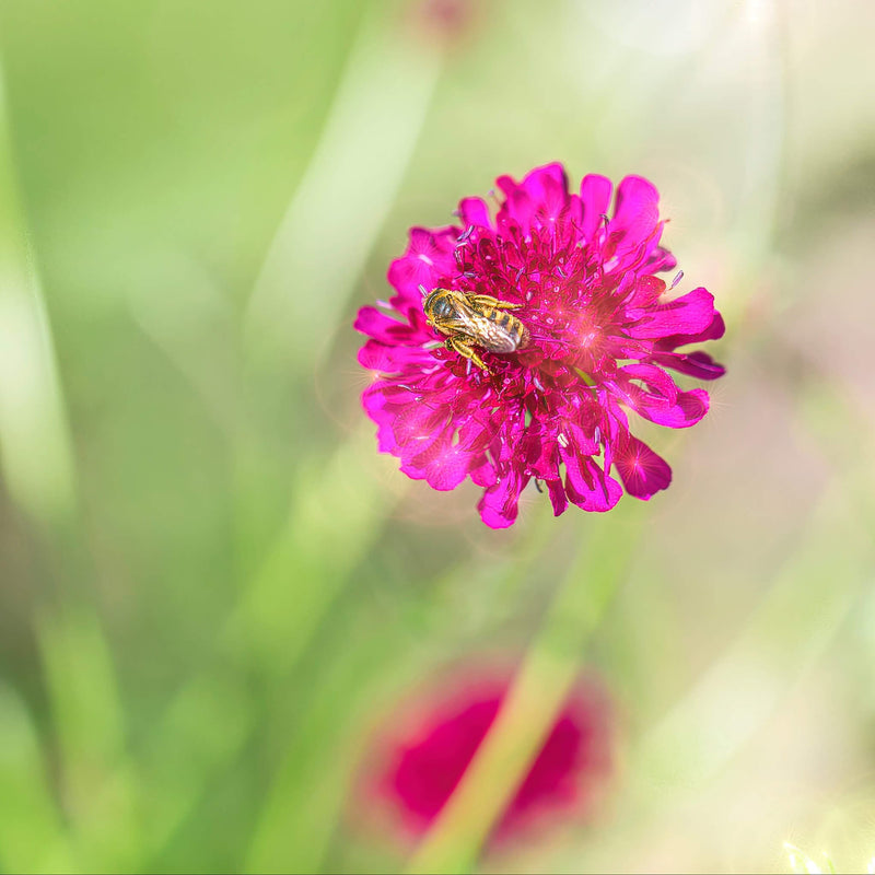 Biologische Knautia in het veld met bij.