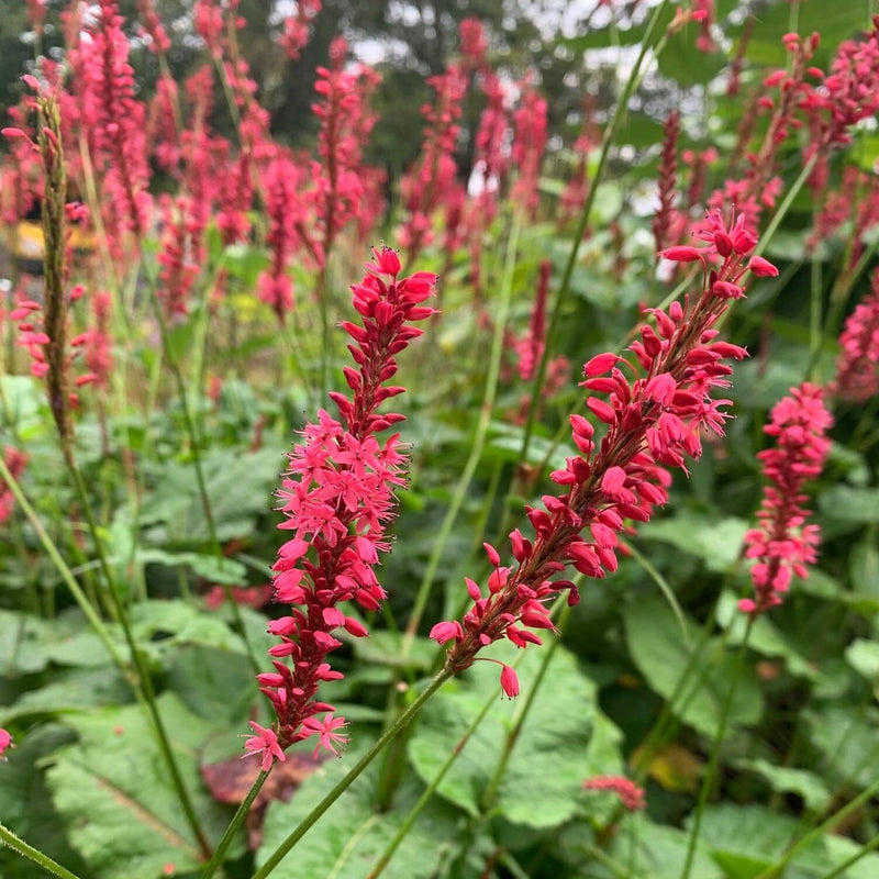 Biologische persicaria in een tuin.