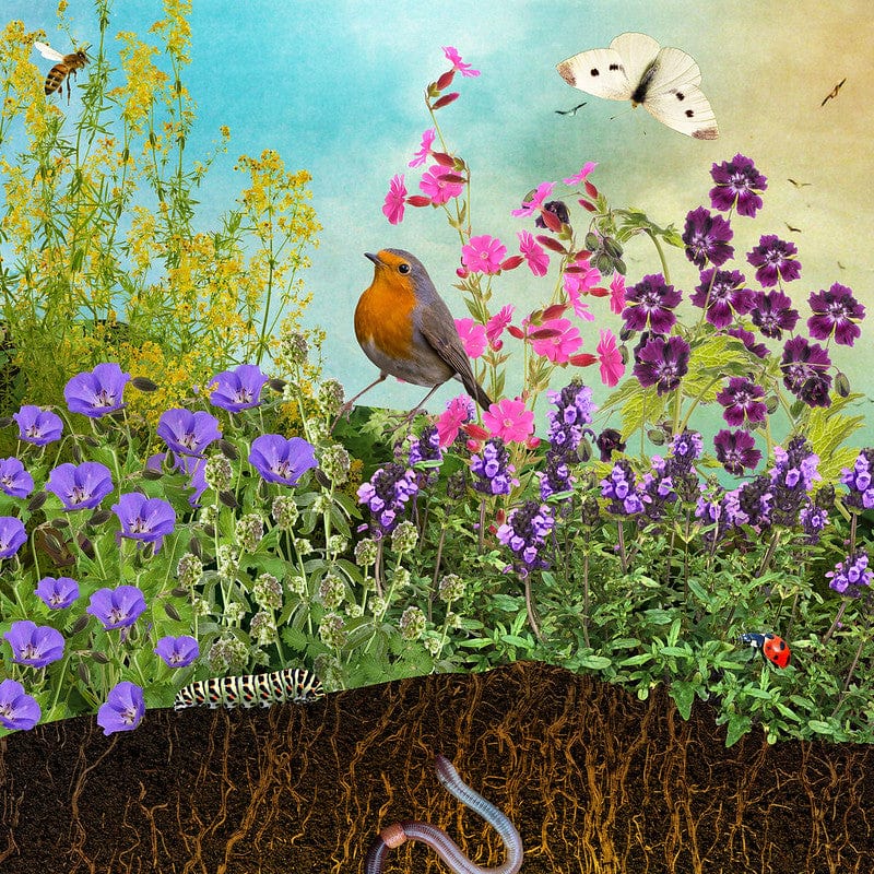 Collage van Inheems tuintje half zon met roodborst en