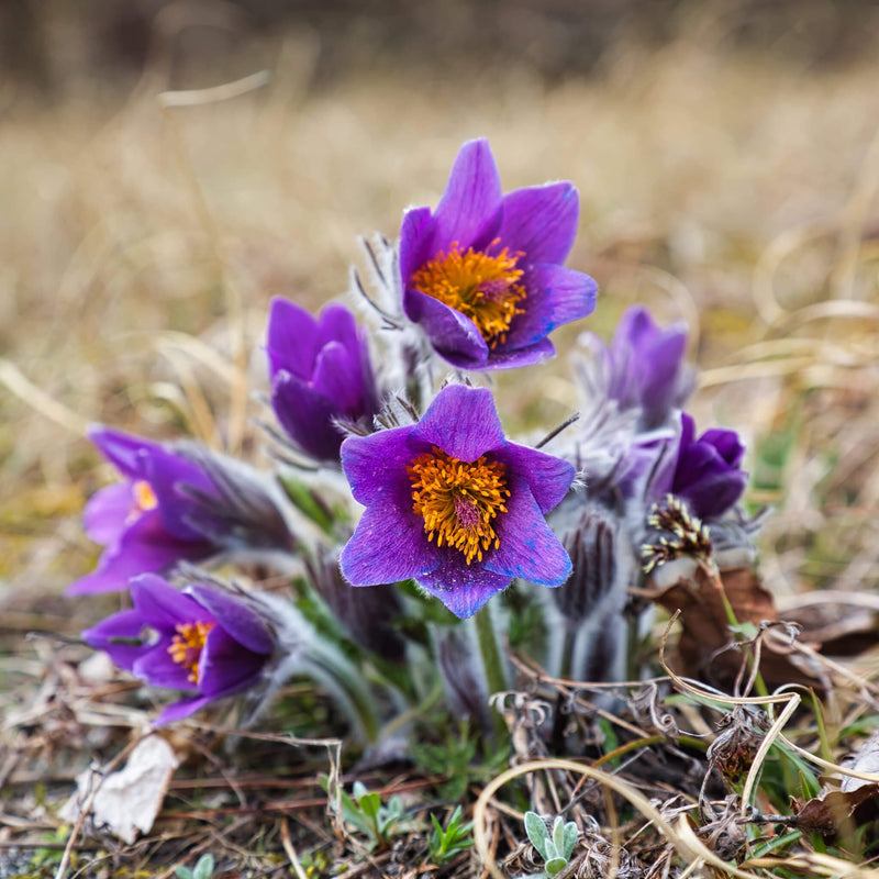 Biologisch Wildemanskruid, of Pulsatilla vulgaris