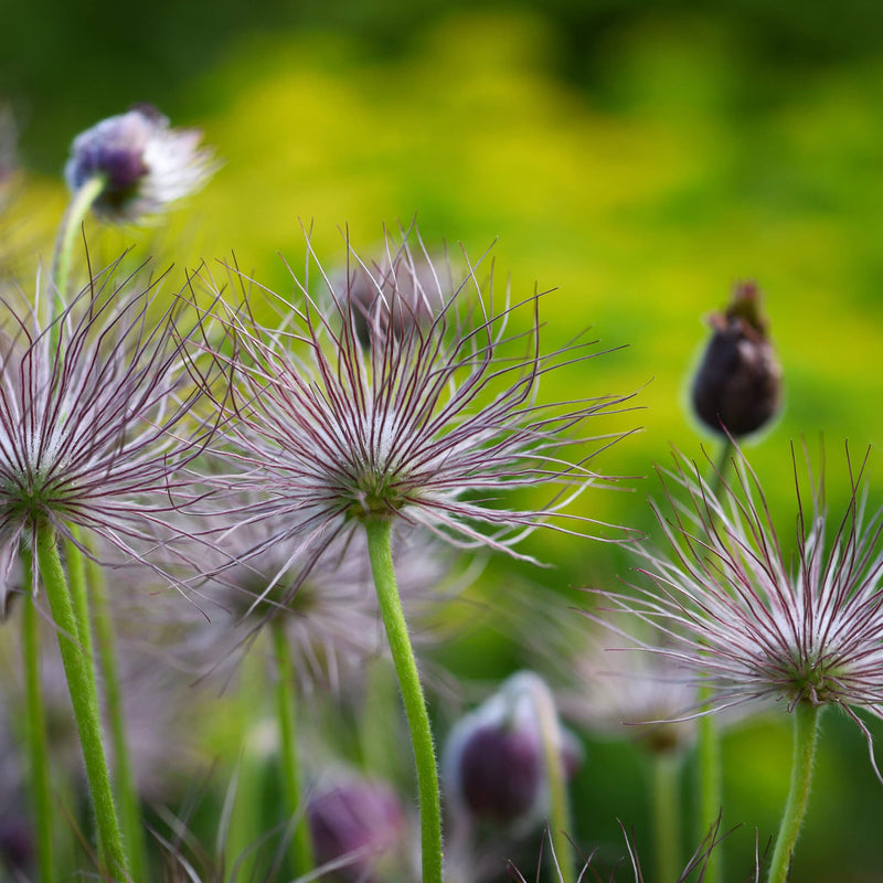 Biologisch Wildemanskruid, of Pulsatilla vulgaris in close-up
