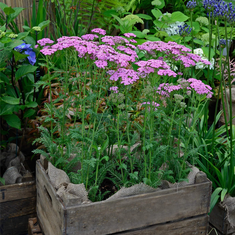 Biologische Duizendblad Pretty Belinda