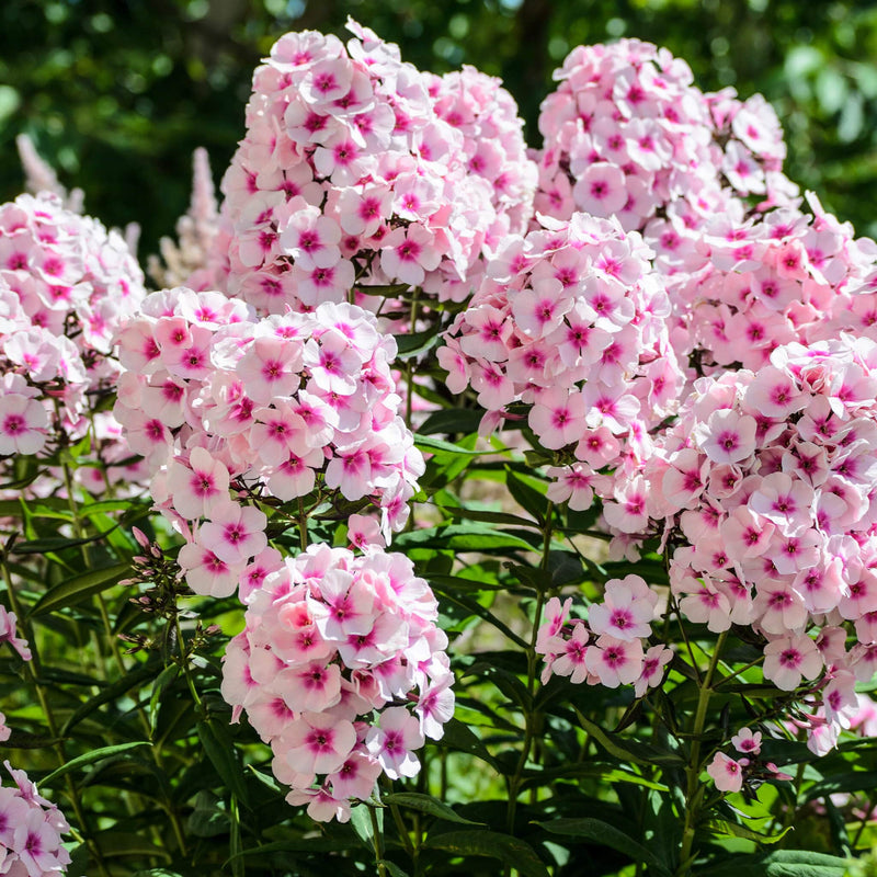 Biologische roze vlambloem, of phlox