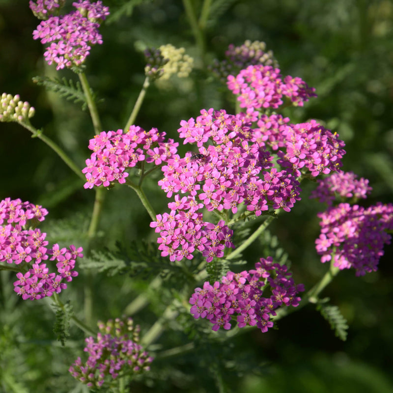 Biologische Duizendblad Pretty Belinda