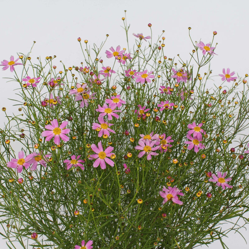 Biologische Meisjesogen of Coreopsis
