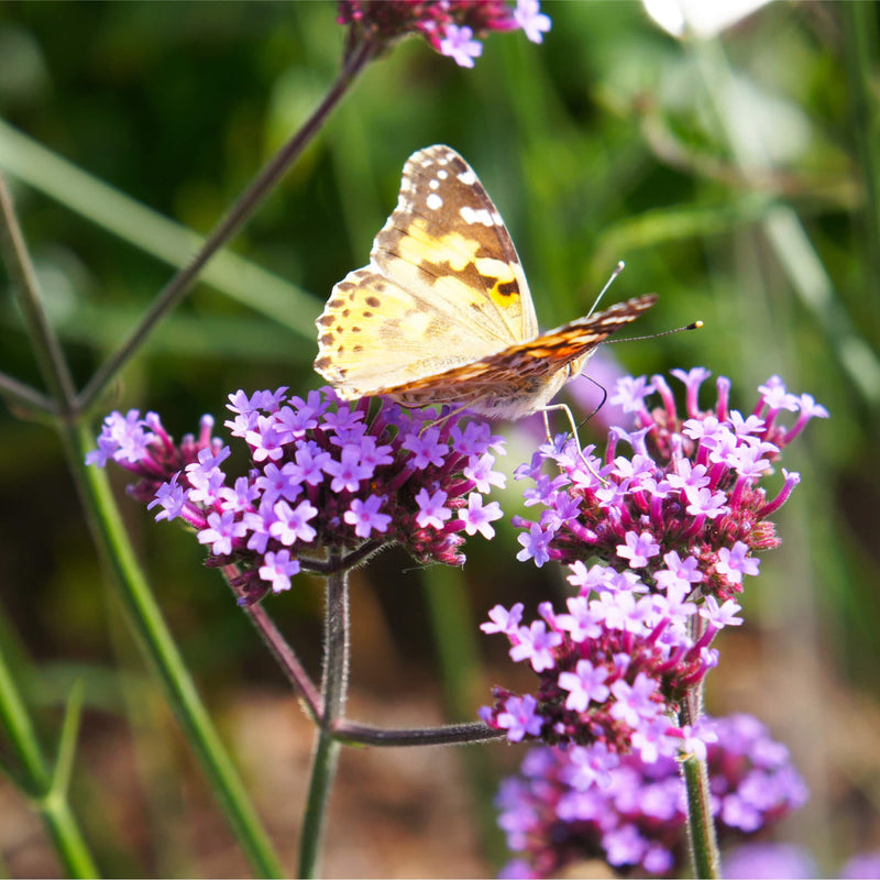 Biologische verbena lollipop met vlinder