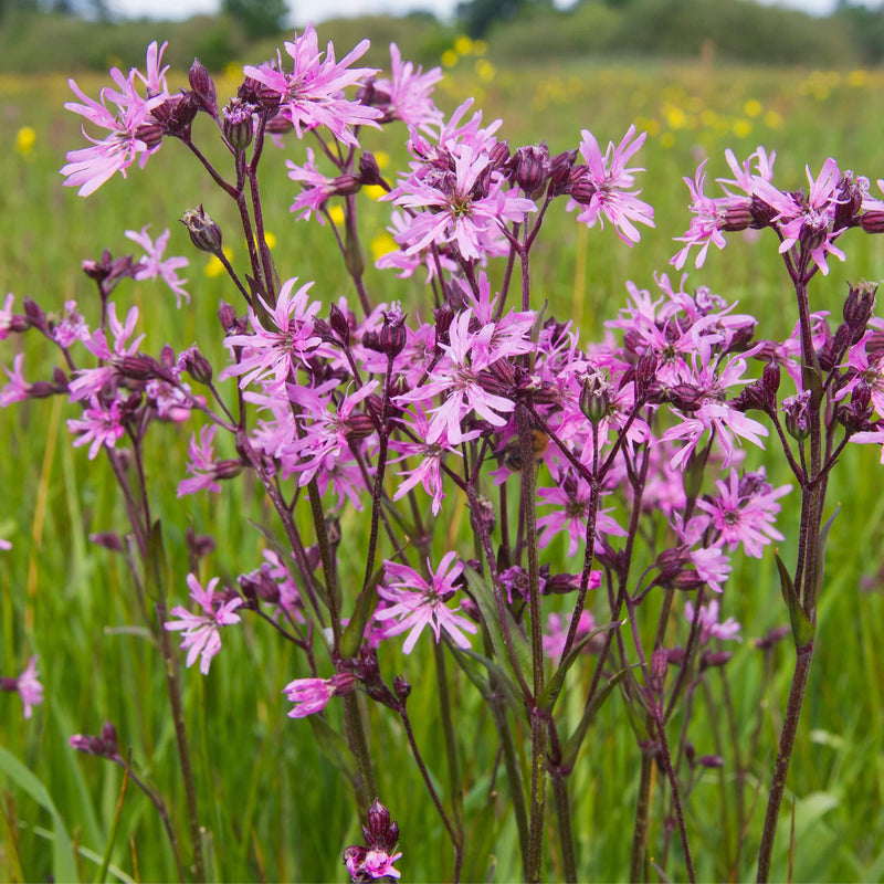 Bio Echte Koekoeksbloem on het veld