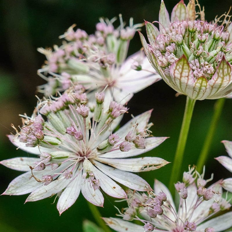 biologische astrantia in het veld