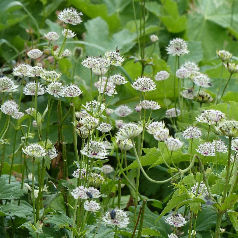 biologische astrantia major in het veld
