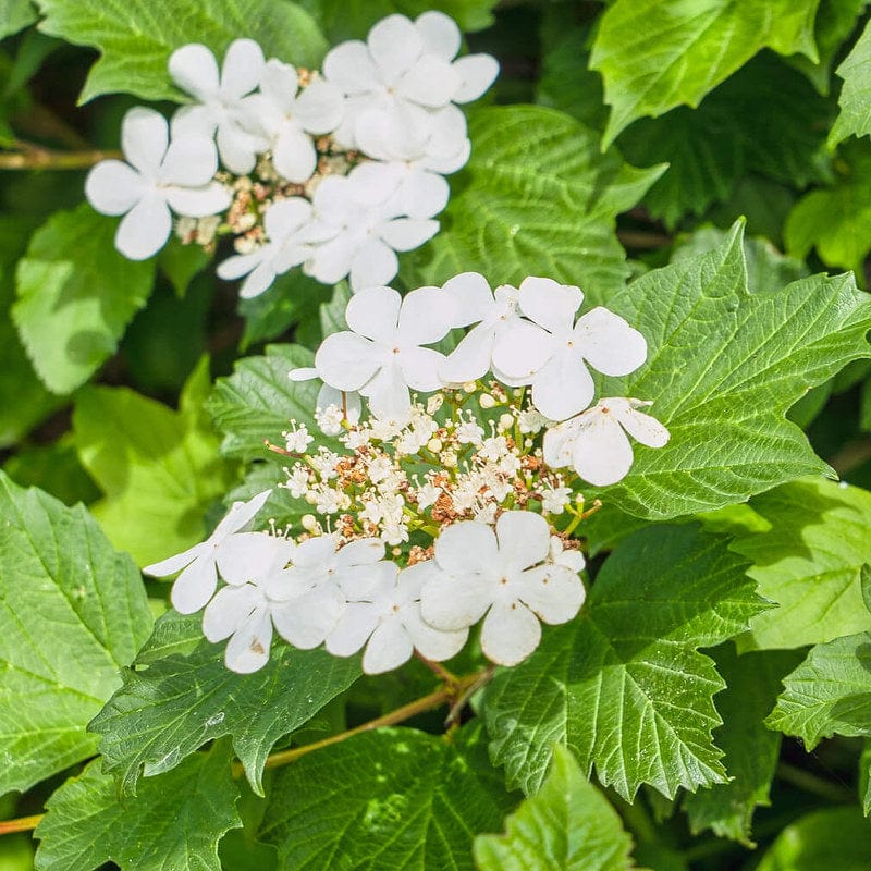 Gelderse roos met blad