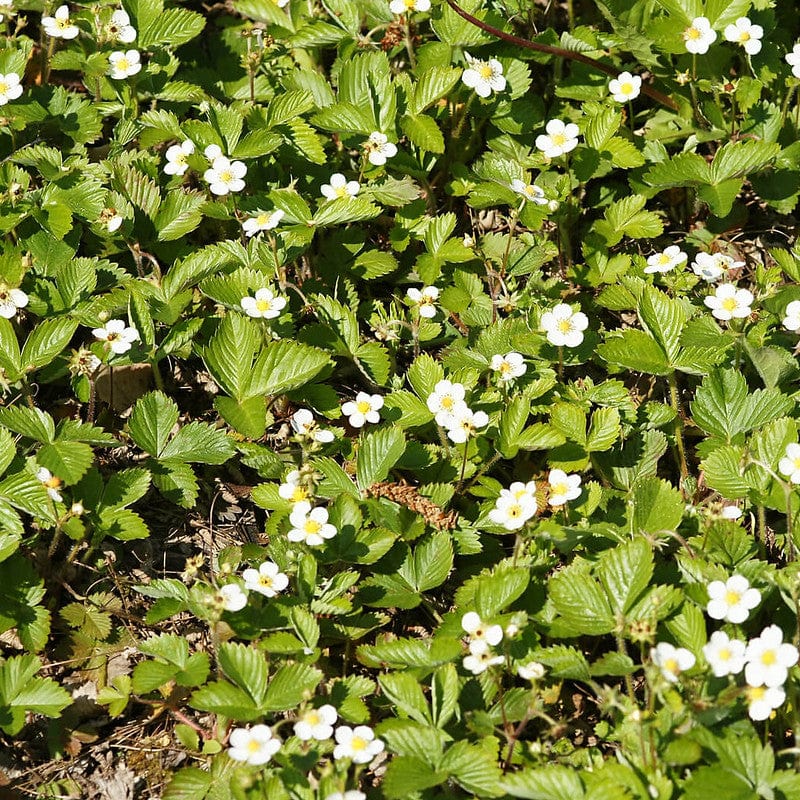 Veld vol met biologische bosaardbei inheems
