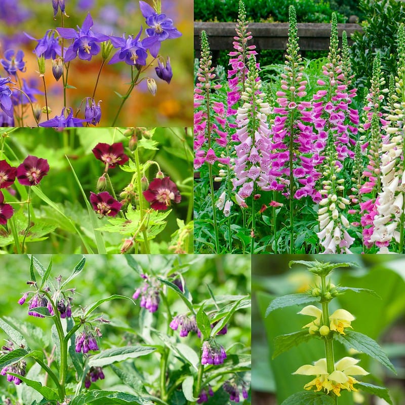 Biologisch inheems pakket schaduw in een tuin gecombineerd.