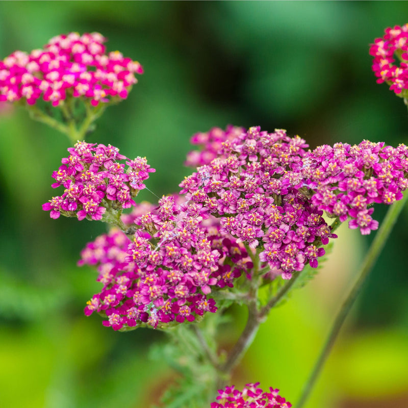 Achillea millefolium Cassis, kleine roze schermbloemetjes tegen groene achtergrond