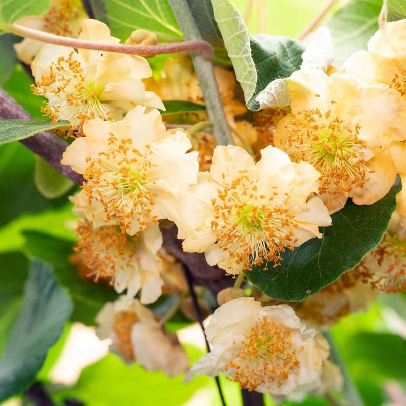 Bloesem van bio actinidia jenny
